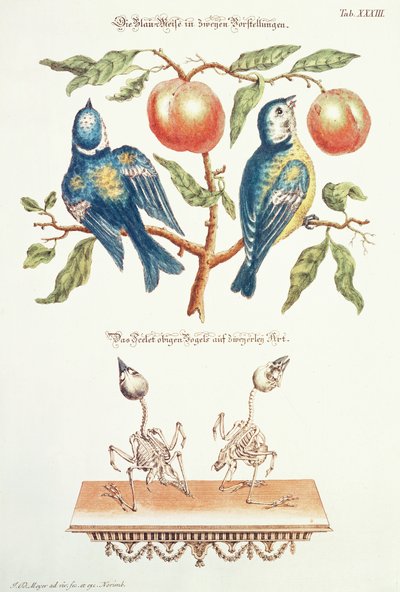 الثدي الأزرق من `سارة ومفيدة بواسطة JD Meyer